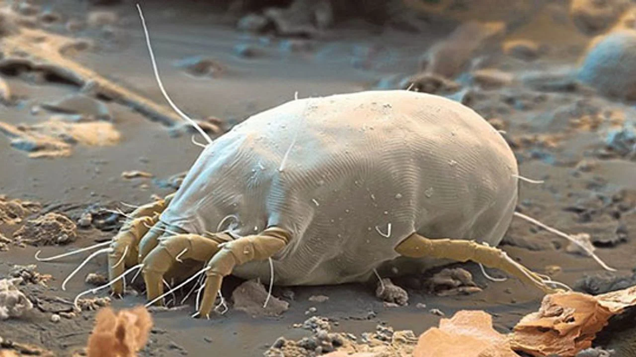 Uyuz Böceği İlaçlama